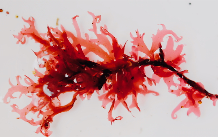 Acrosorium ciliolatum